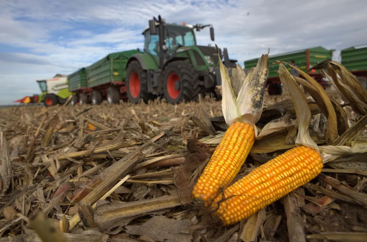 Zjedzą ziarno i zostawią puste rzędy. Siewy kukurydzy zagrożone