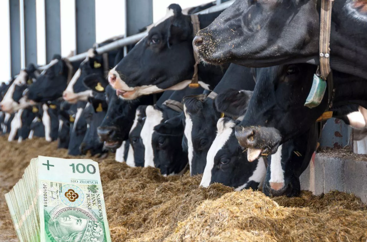Ile mleka trafia do Polski z zagranicy? Z jakich krajów?