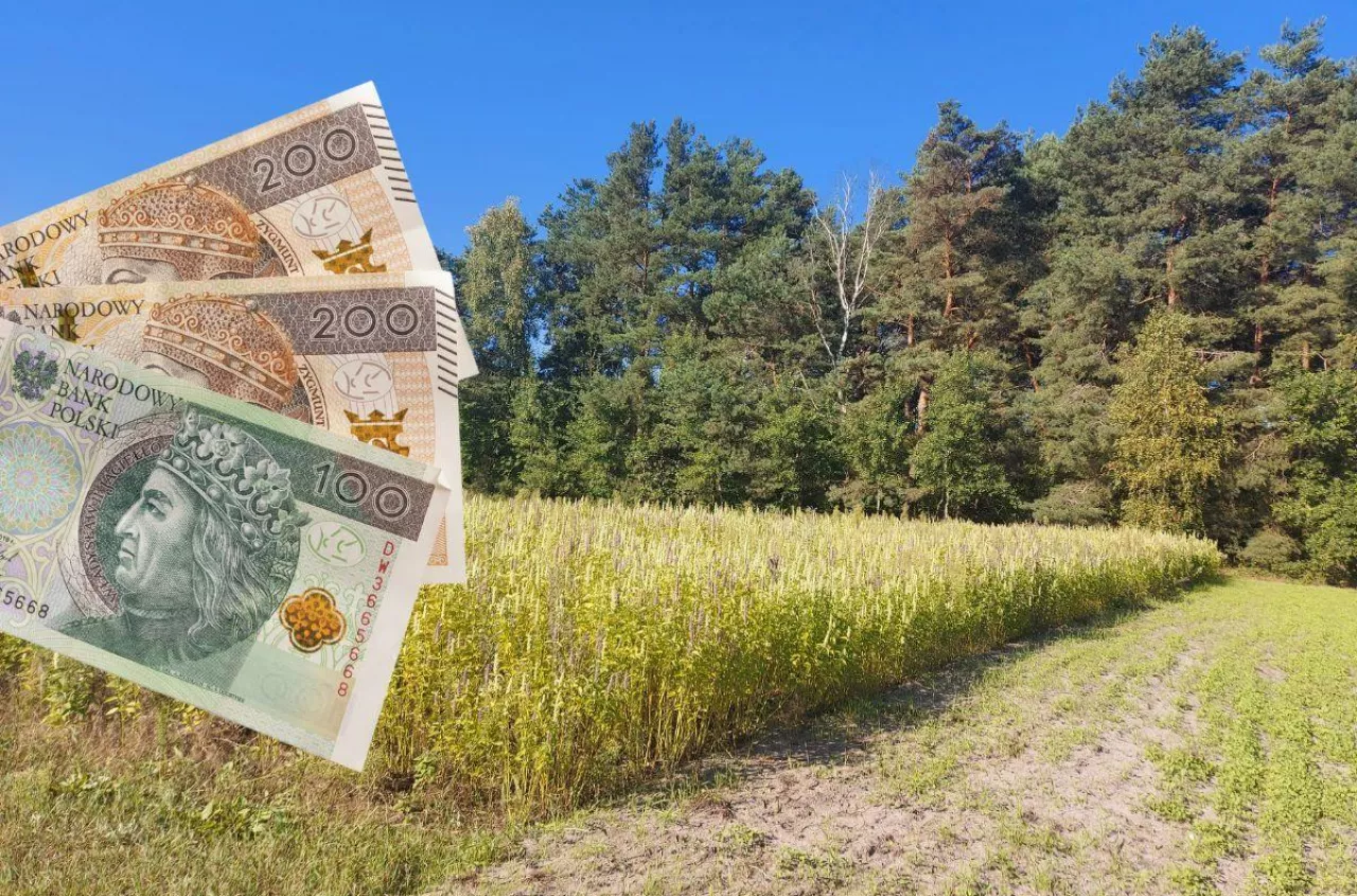 Te rośliny dają choćby 1000 zł/ha dopłaty. Wystarczy je wysiać