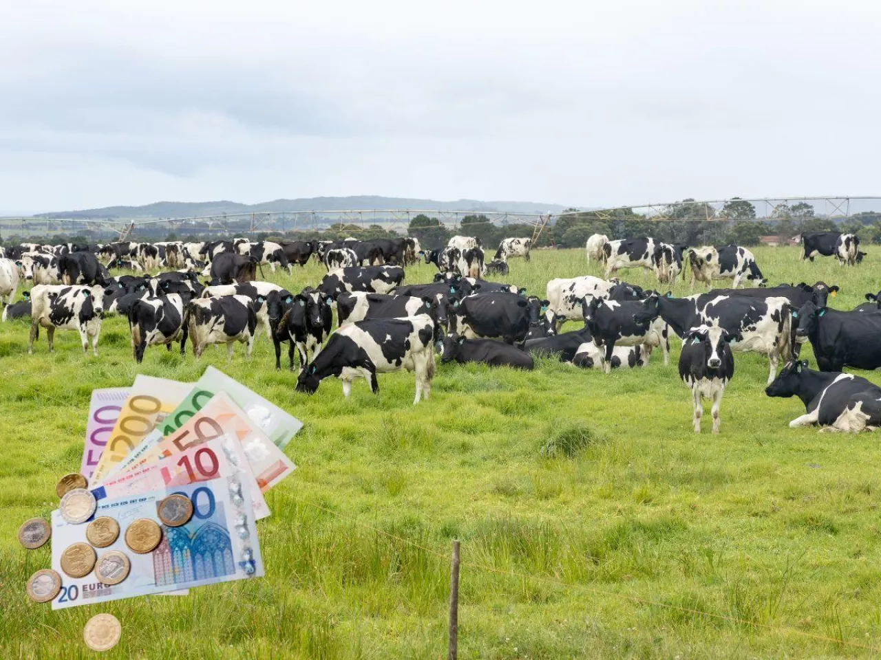 Mleko przestanie się opłacać? Rolnicy ostrzegają przed propozycją Brukseli