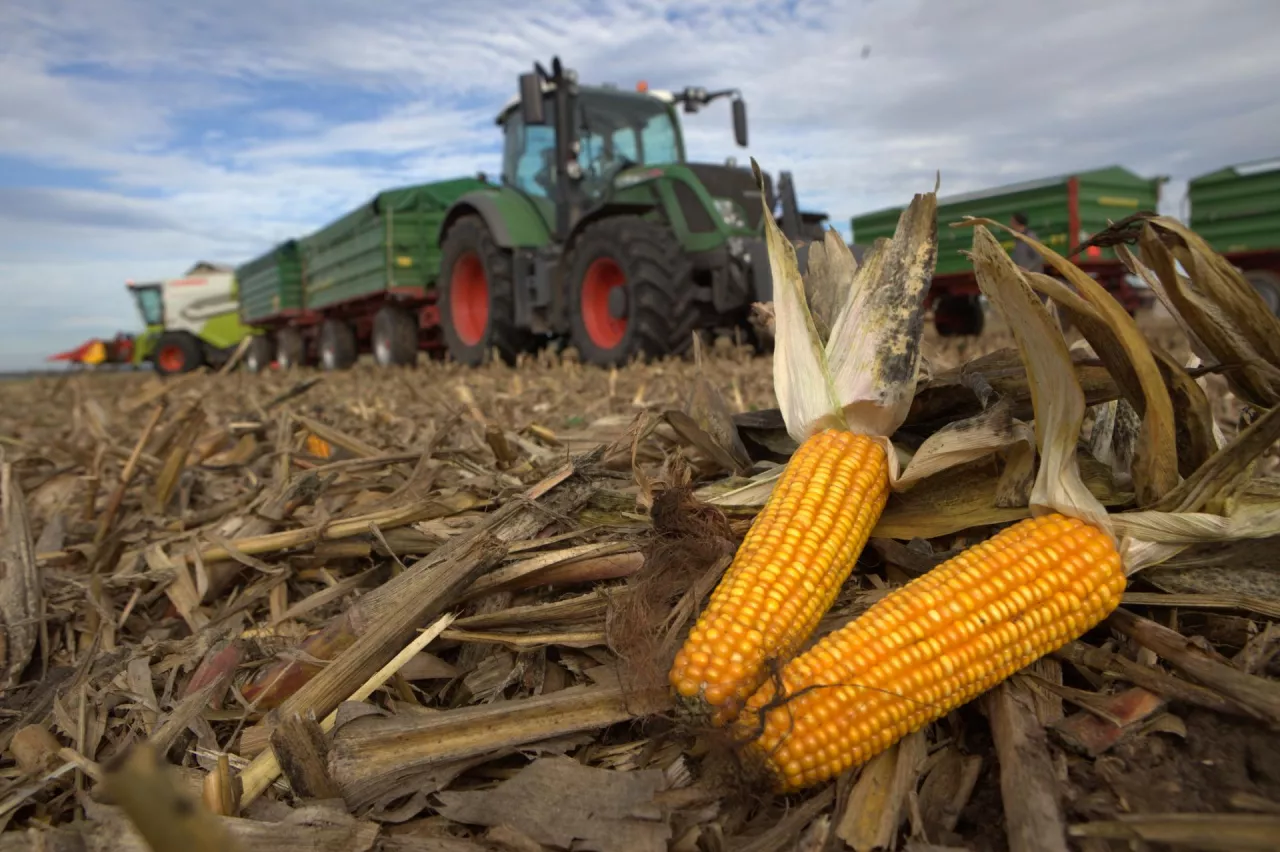 Kukurydza w trakcie zbiorów