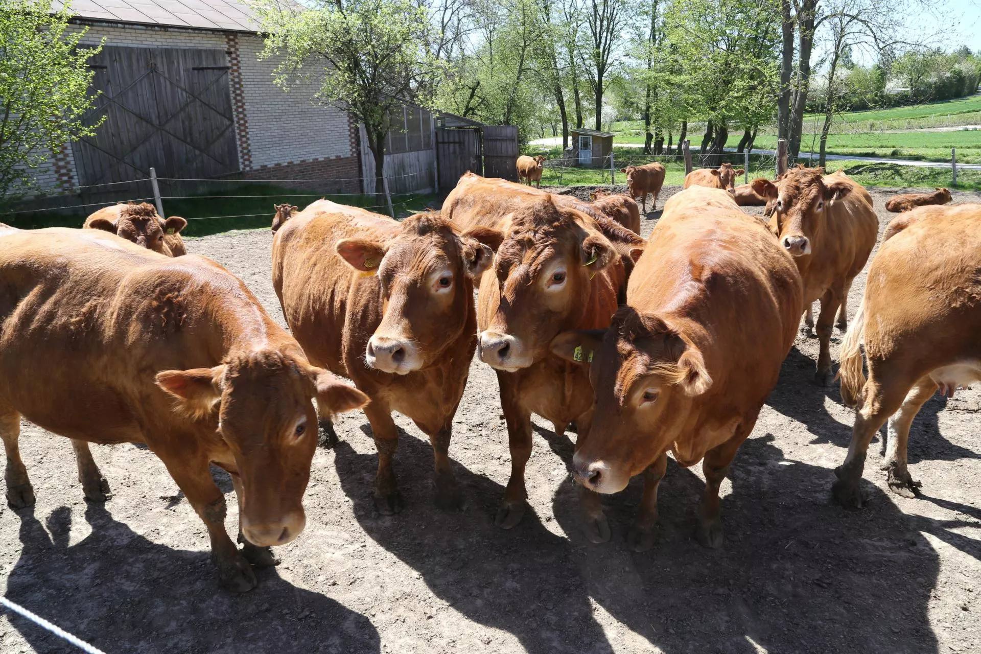 Ceny bydła spadają. Ubojnie już tną stawki – ile płacą? [SONDA]