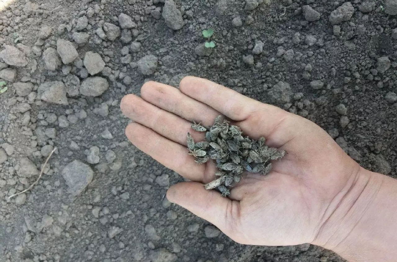 „Wczoraj go nie było, jutro zje plantację”. Rolnicy boją się szkodnika