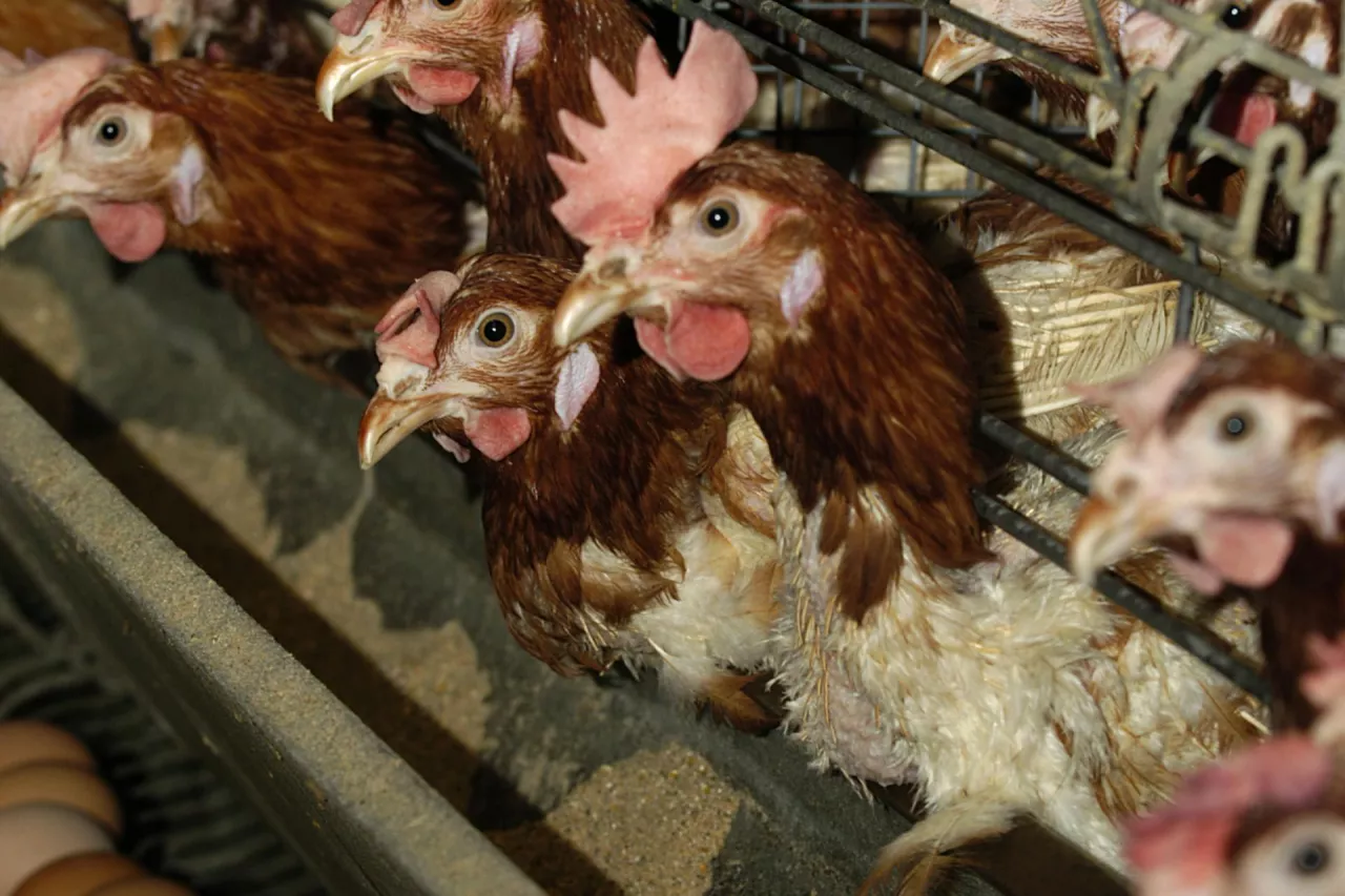 Kury nioski w chowie klatkowym