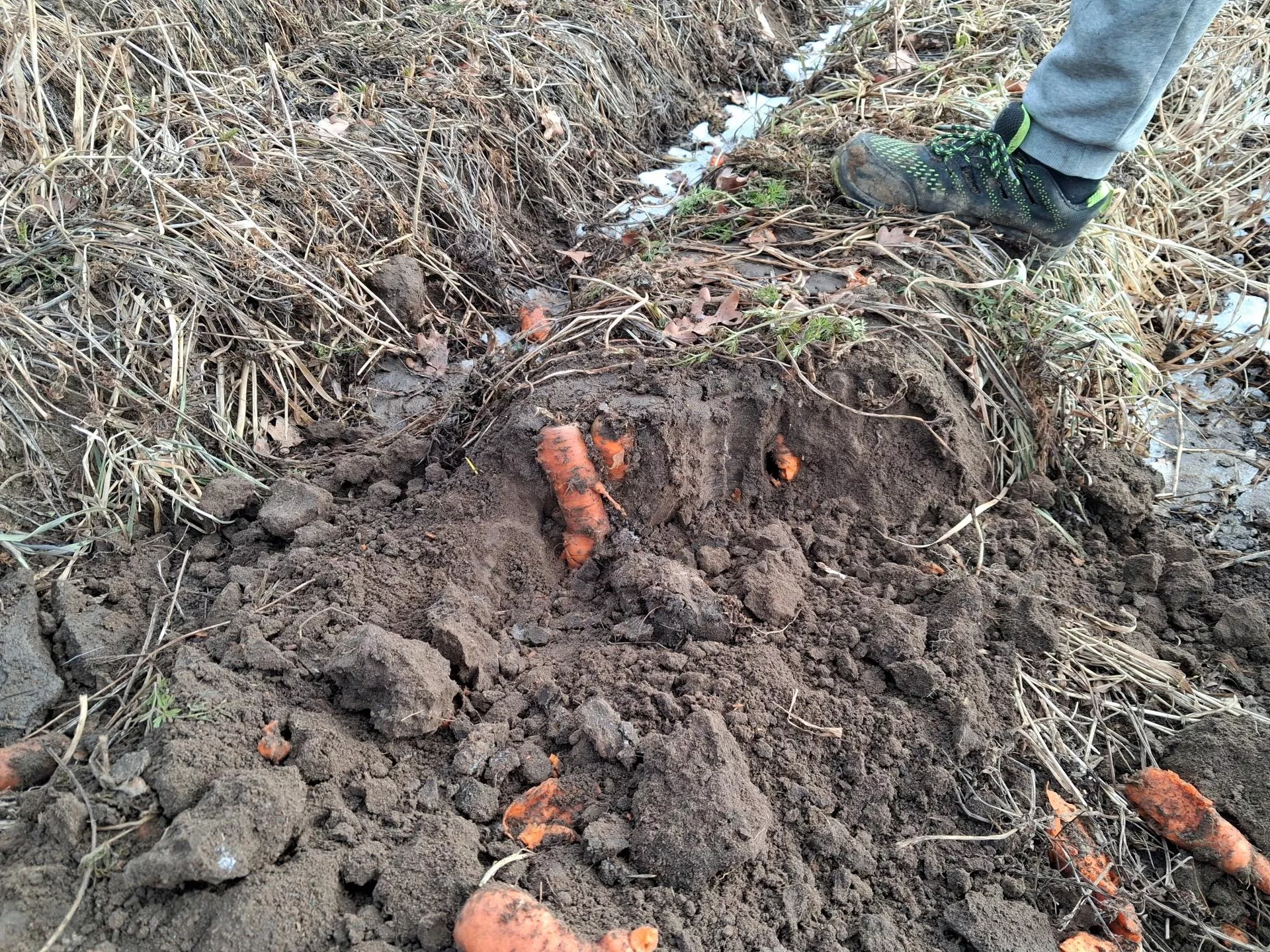 500 ton gnije, bo kontrakt zerwany. Rolnicy liczą straty, UOKiK odpowiada