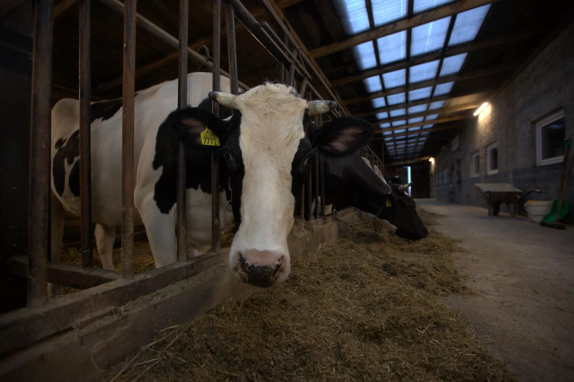 Prawie 10 tys. euro za krowę. Rolnicy dostaną pieniądze za likwidację stad