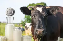 Sytuacja na rynku mleka wg GUS