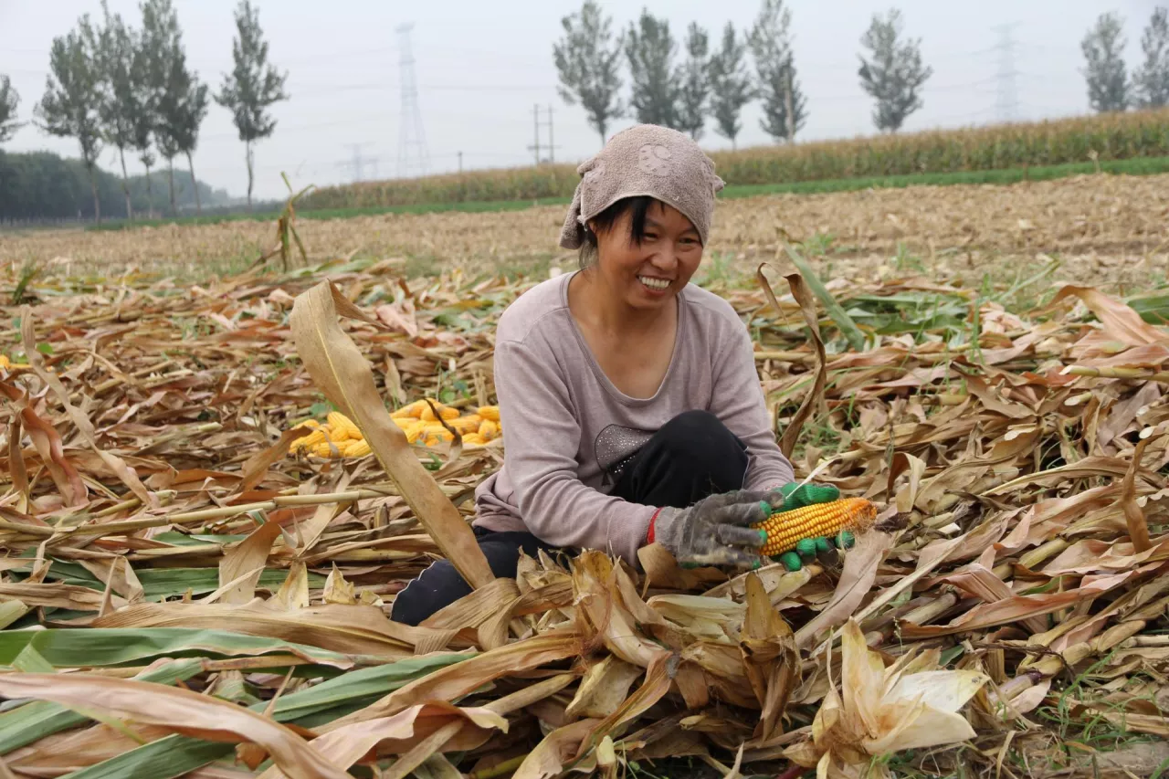 Chinka zbierająca kukurydzę
