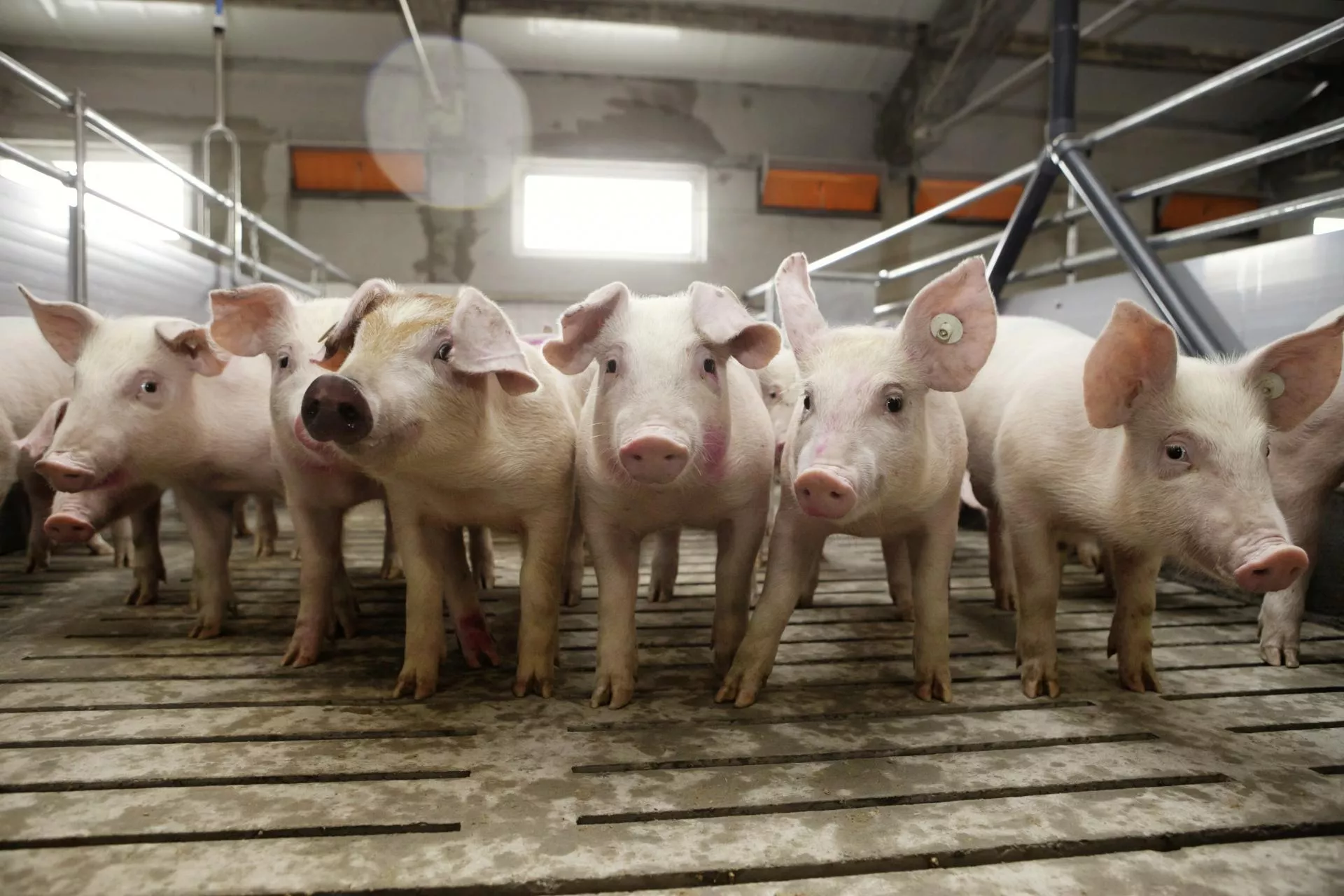 Tuczniki tanieją choćby o 20 gr. Ile dziś płacą za świnie? [SONDA 24.04]