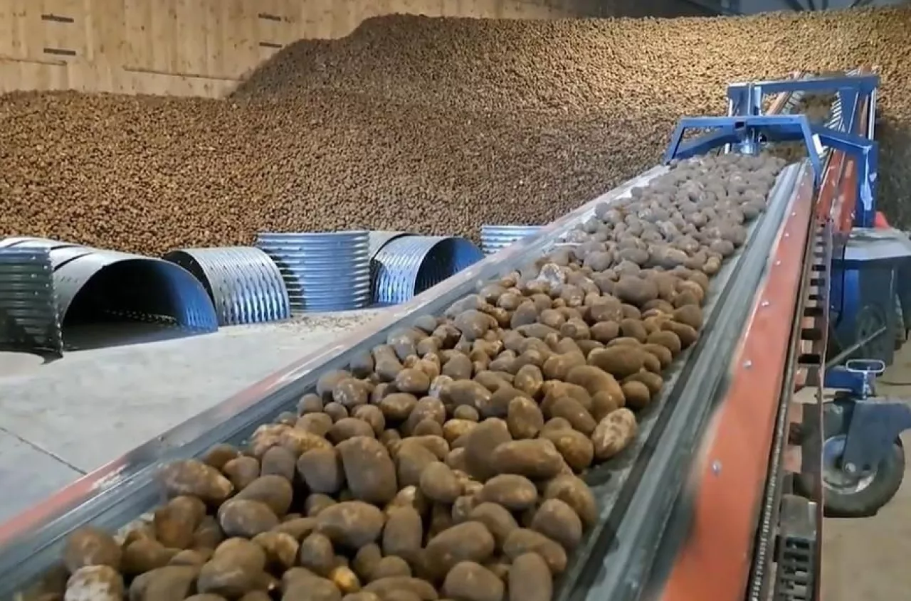 Uprawiasz ziemniaki na własny użytek? Sprawdź, czy musisz je zgłosić do PIORiN