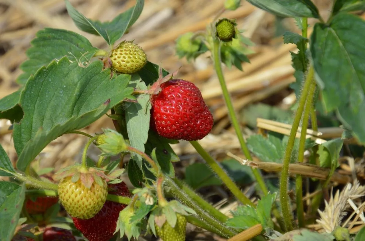 370 tys. zł za 1,5 ha upraw. Rolnik złapał się za głowę, PZU się tłumaczy