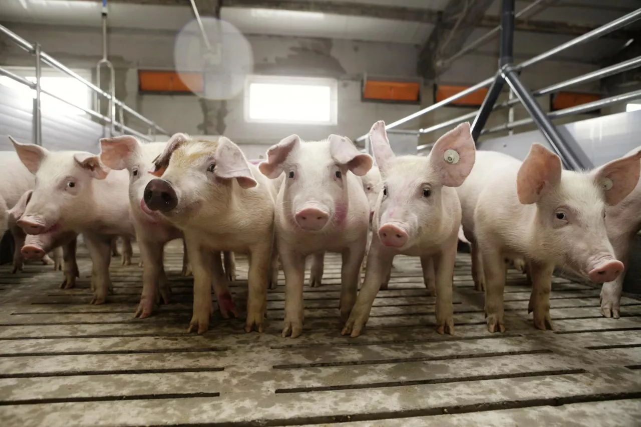 Jakie ceny świń dziś?