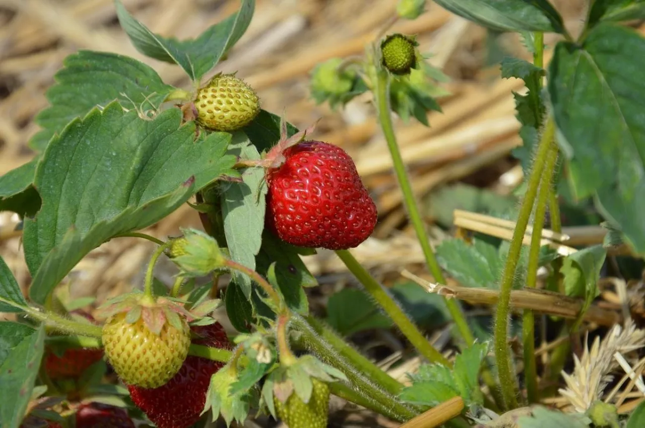 Fot. Katarzyna Szulc