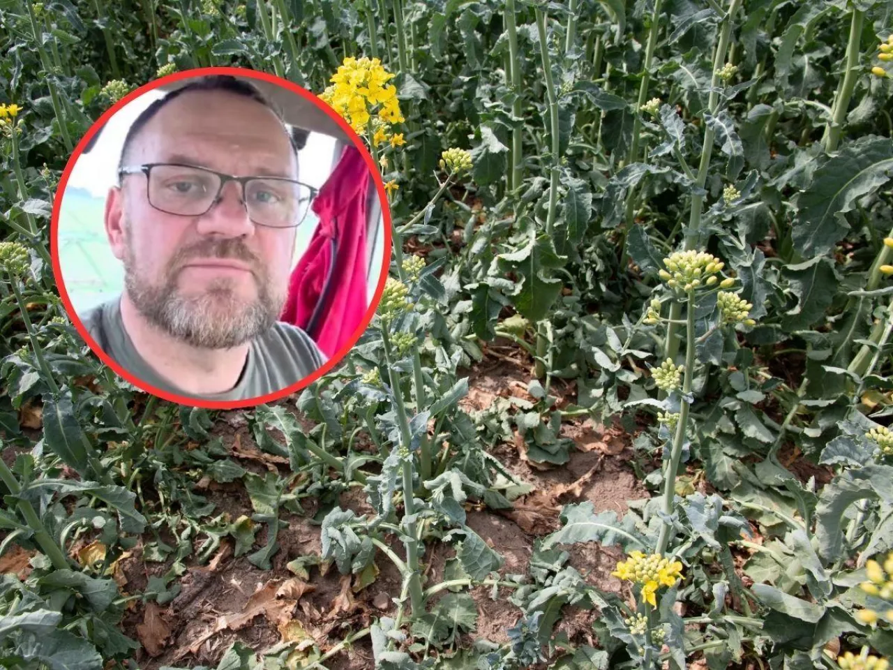 Susza uderza w pola. Coraz więcej rolników mówi o katastrofie