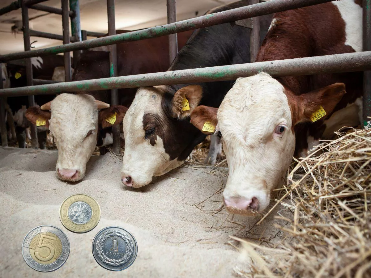 Dobrostan 2025: są nowe stawki. Wyższe, ale rolnicy i tak dostaną mniej