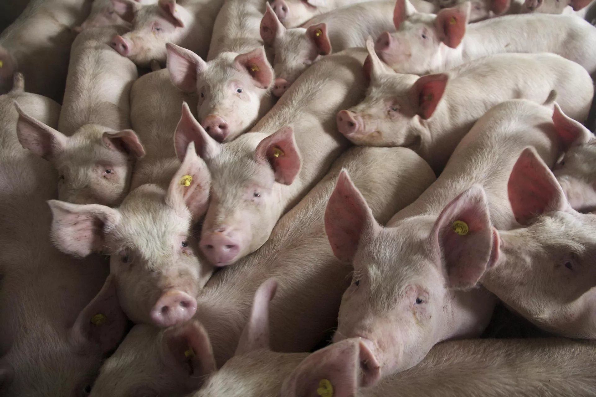 Z rynku znikają setki stad. Co dzieje się z trzodą w Polsce?