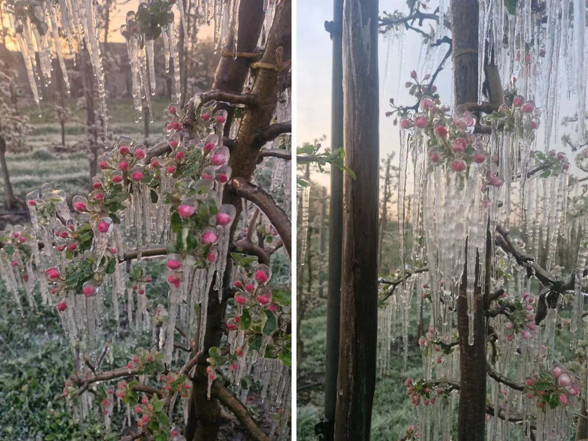 Mróz do -9°C zniszczył uprawy. „Tam, gdzie nie było ochrony – dramat”