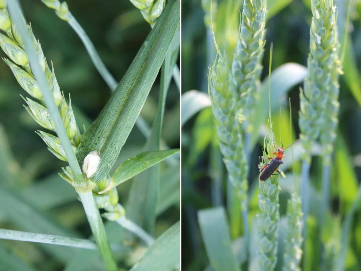 Skrzypionki już w zbożach. Kiedy pryskać, żeby nie stracić plonu?