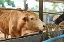 Close up view of farmer feeding cows with hay on a cattle ranch. Concepts of animal husbandry and farming business.