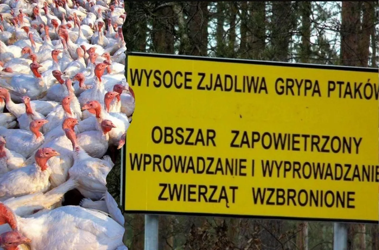 Grypa ptaków wraca do zagłębia drobiu. Krajewski: nie możemy powtórzyć 2021 roku