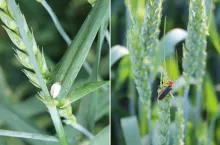 Skrzypionki w zbożach