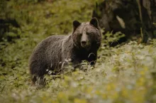 Ataki niedźwiedzi na zwierzęta