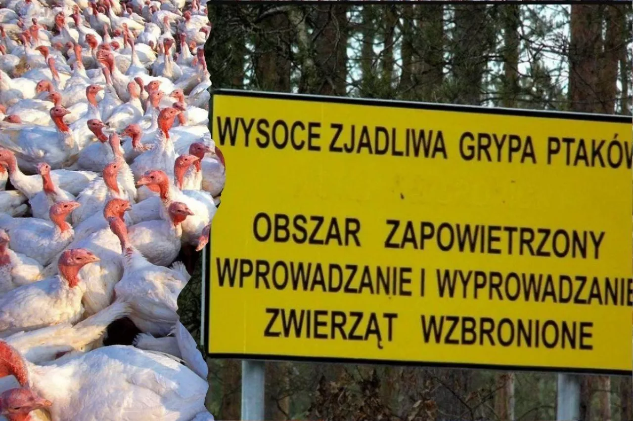Grypa Ptaków H5N1