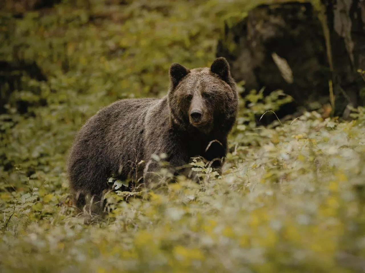 Ataki niedźwiedzi na zwierzęta