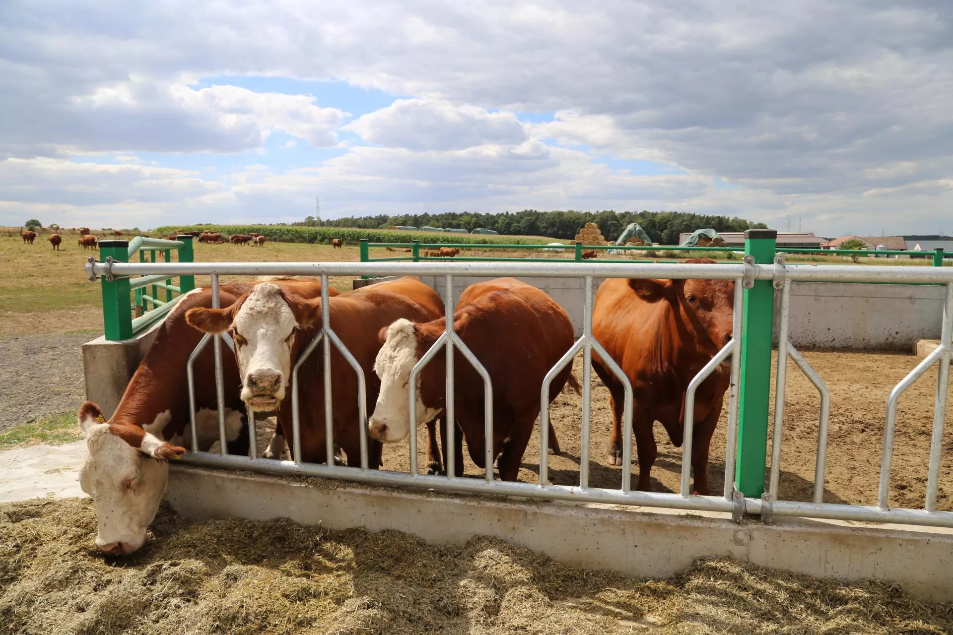 Ceny bydła lecą w dół. choćby 1 zł/kg mniej – sprawdź stawki [SONDA]