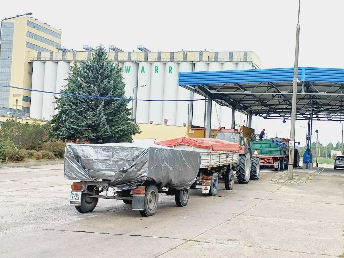 Ceny zbóż po żniwach 2026. Czy pszenica w końcu zdrożeje? [PROGNOZA]