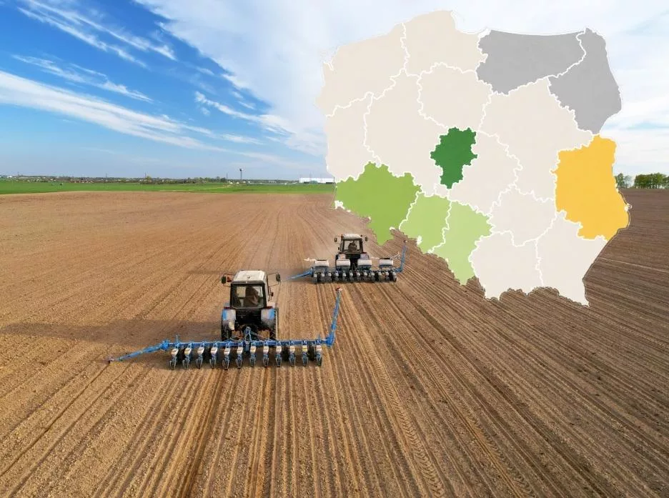 Kukurydza 2026: siać czy czekać? Rolnicy stoją przed wyborem