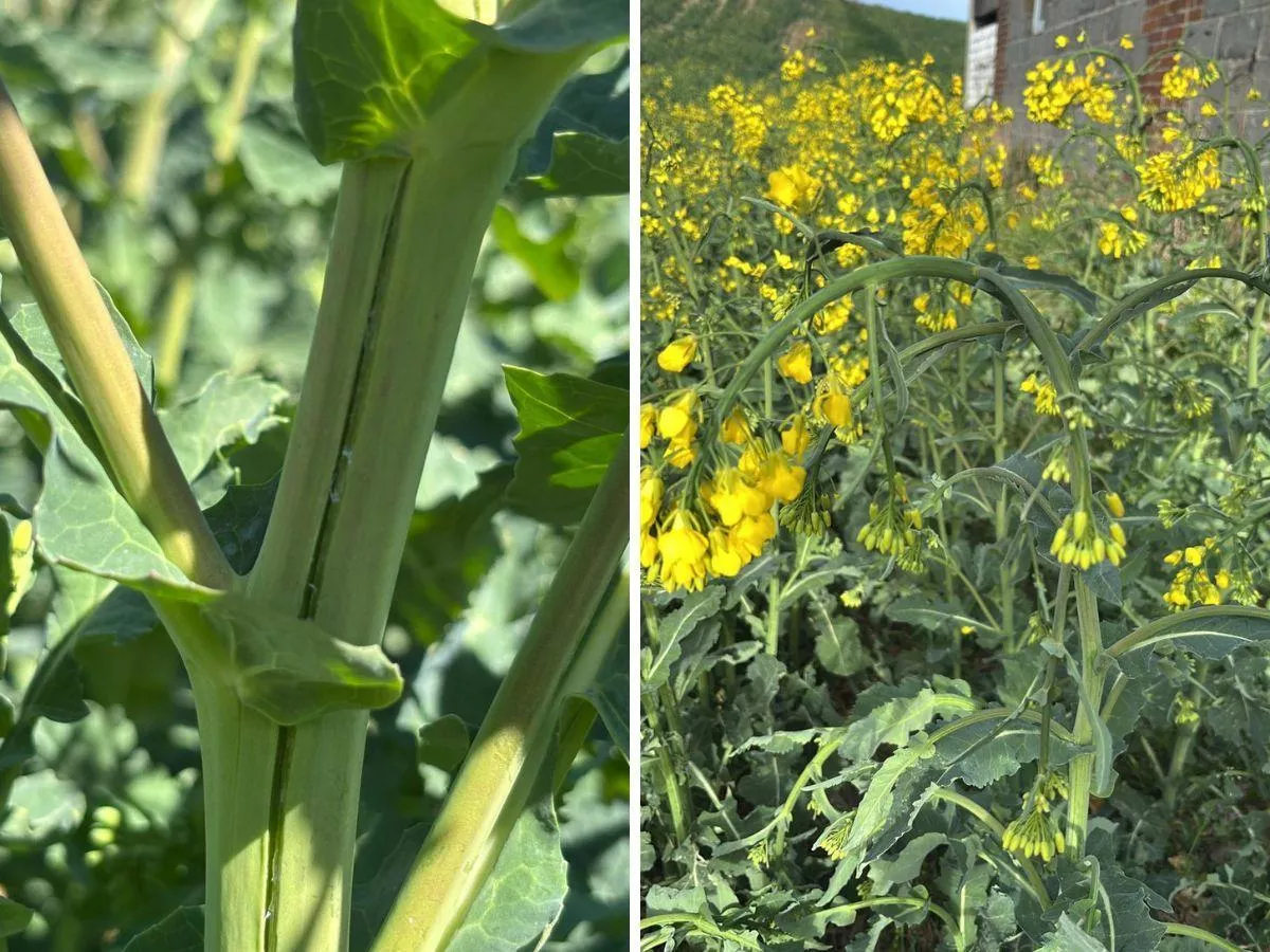 –8°C na wschodzie Polski. Rzepak nie wytrzymał – pękają łodygi, a to nie koniec przymrozków