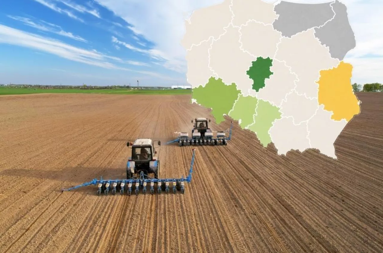 Kukurydza 2026: siać czy czekać? Rolnicy stoją przed wyborem