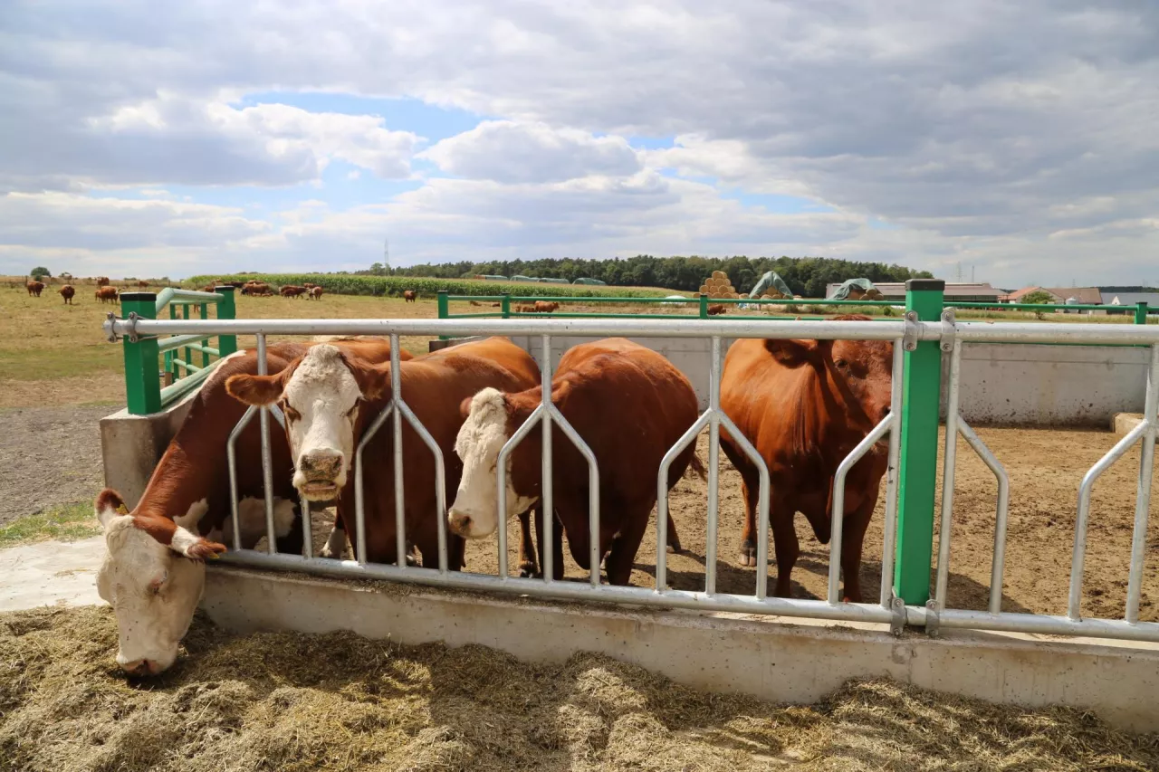Jakie ceny bydła w Polsce?