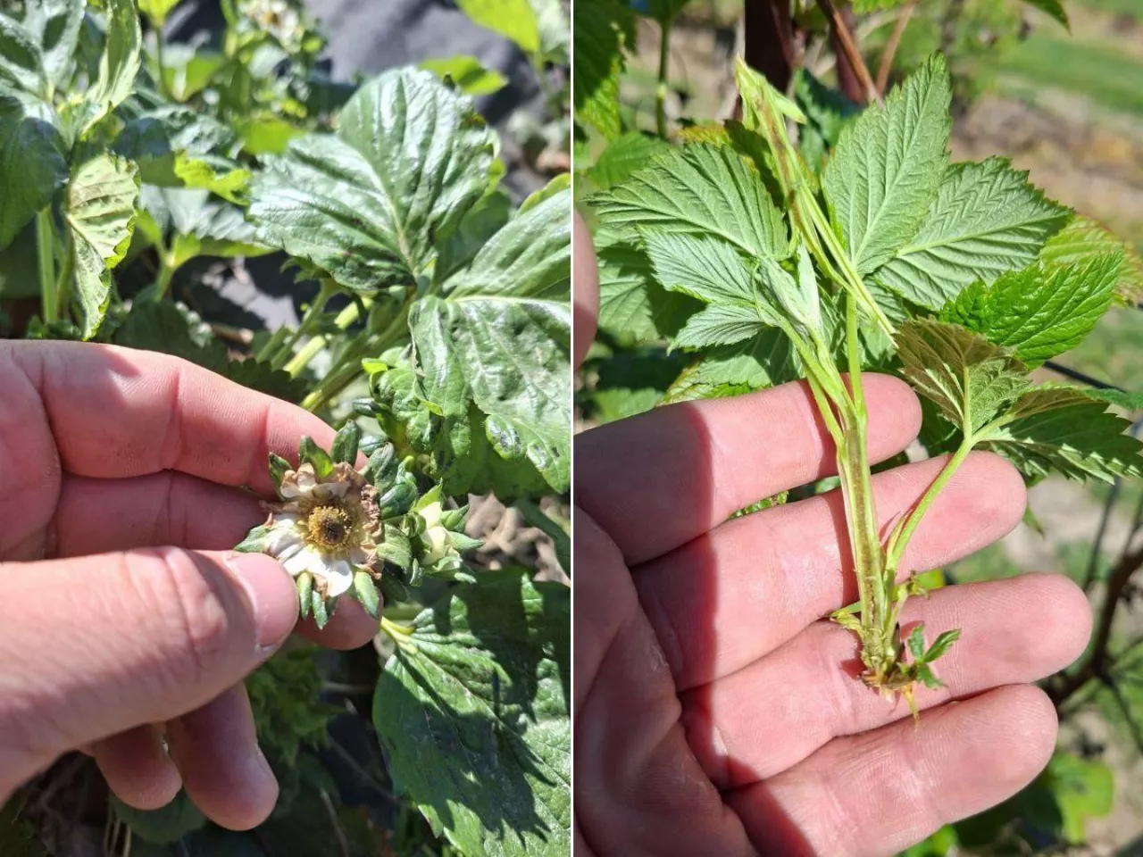 Przymrozki przetrzebiły plantacje malin i truskawek na Lubelszczyźnie