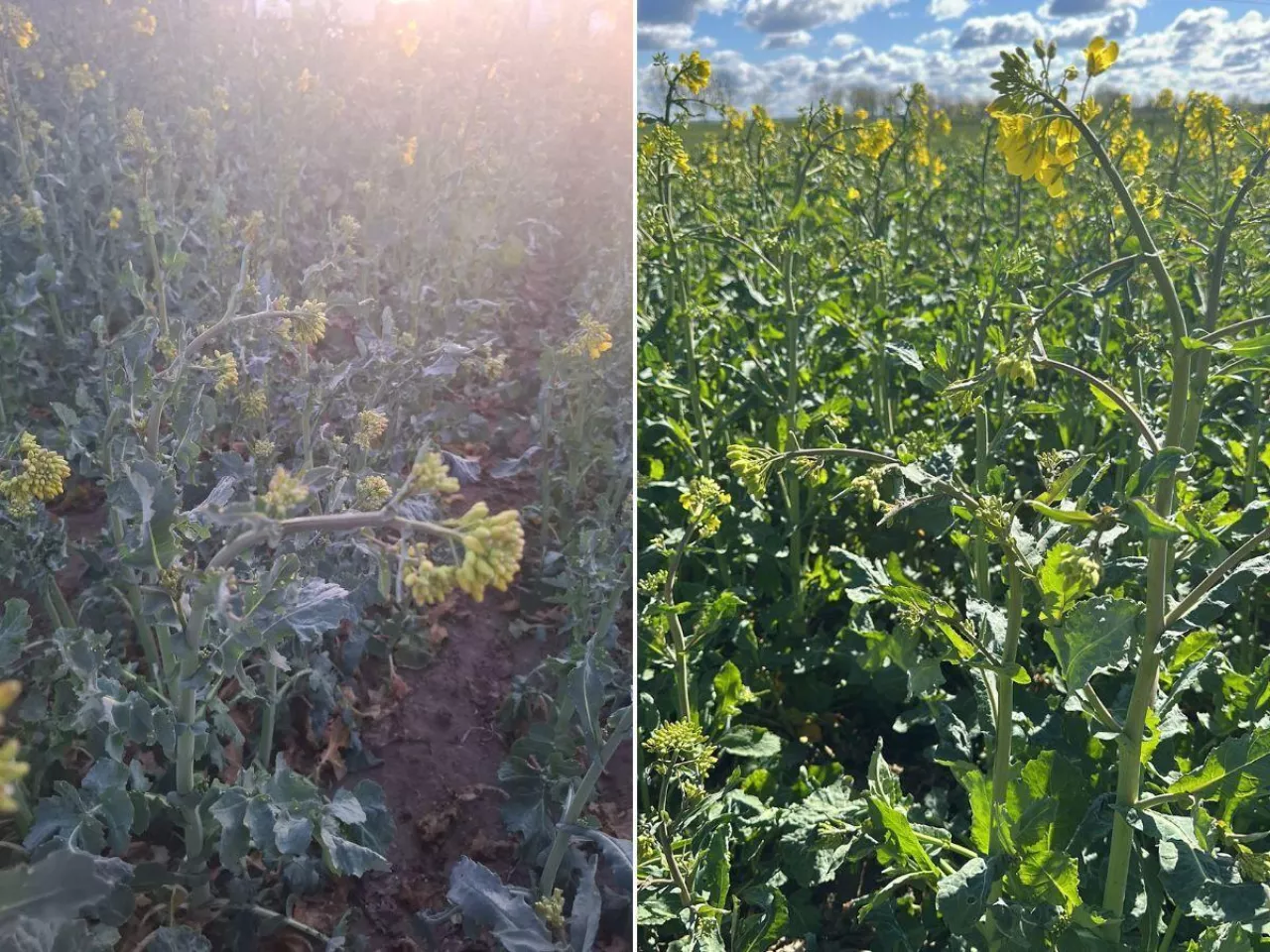 Przymrozki uderzyły w rzepak. Sprawdź, co zrobić, żeby nie stracić plonu