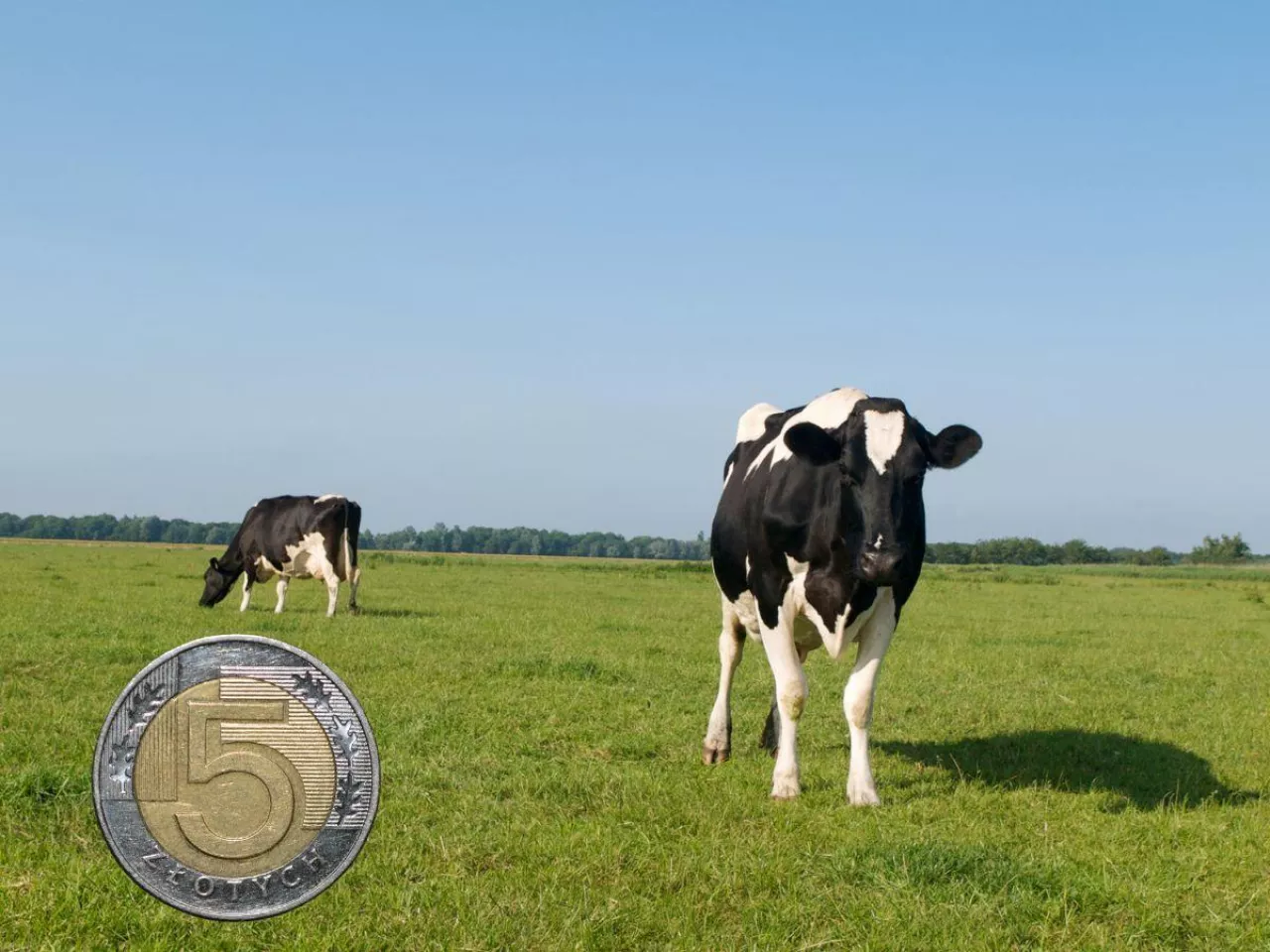 Ceny mleka w dół, ale to koniec spadków? Nowa prognoza KE