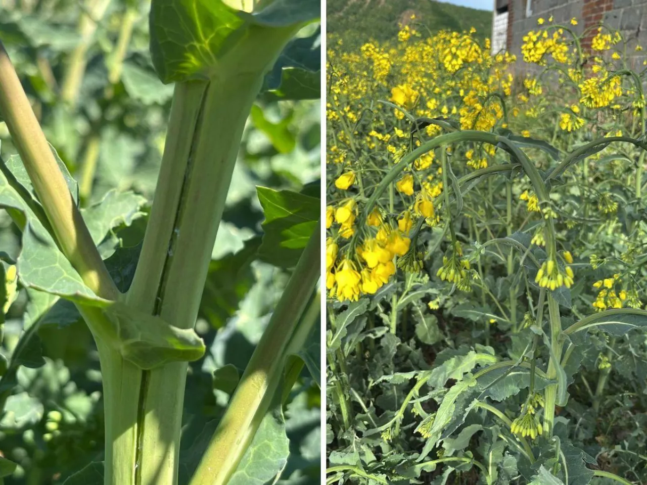 Na Lubelszczyźnie rzepak mocno odczuł spadki temperatur