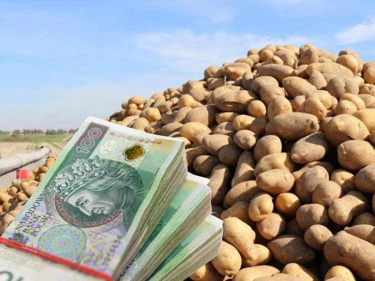 5000 zł dopłaty do hektara ziemniaków? "Bez tego produkcja może spaść"