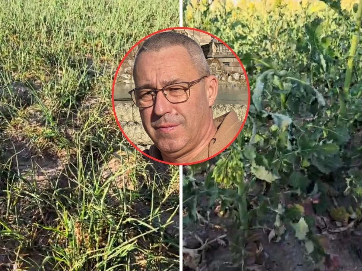 „Rzepak umiera na naszych oczach”. Jest pilny apel do wojewody