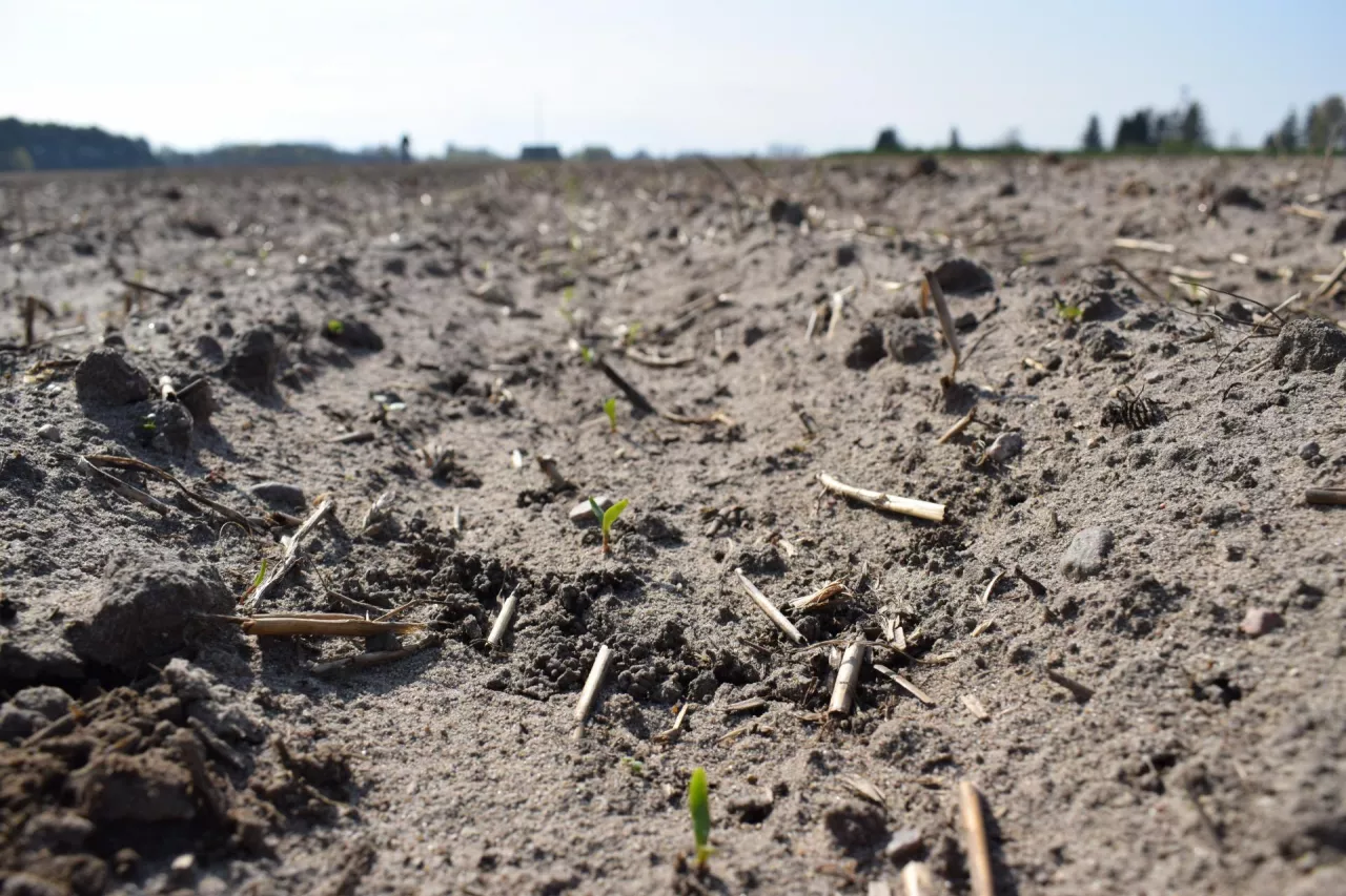 Buraki po przymrozkach. Pryskać czy się wstrzymać? Tu łatwo o błąd
