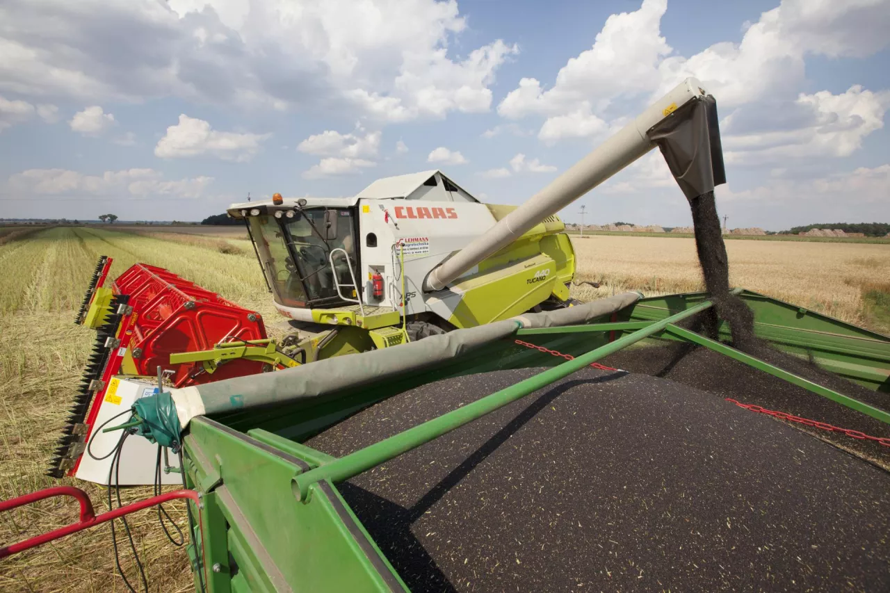 Rzepak prosto od kombajnu