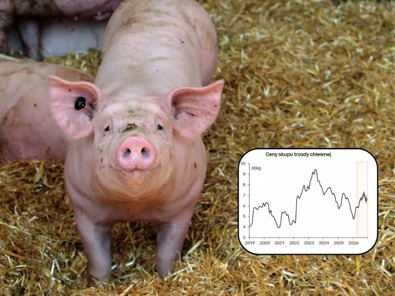 Prognoza dla rynku świń