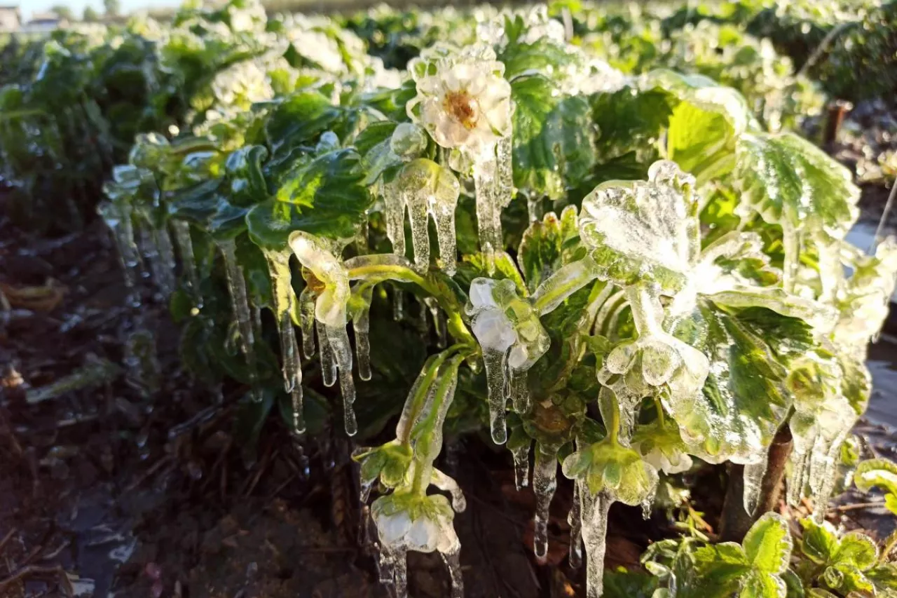 Wsparcie finansowe dla rolników dotkniętych stratami