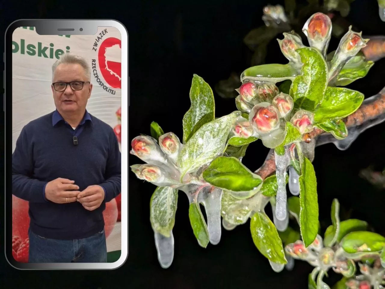 Będą pieniądze dla rolników po przymrozkach? Jest deklaracja ministra