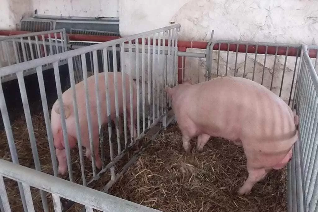 Dobrostan świń do poprawki. Będzie nowy próg 30 proc.?