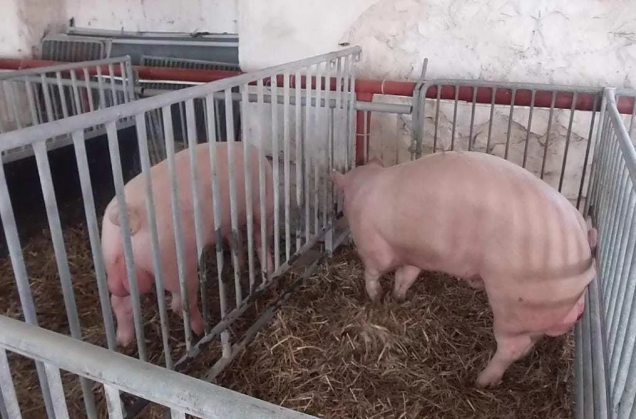 Dobrostan świń do poprawki. Będzie nowy próg 30 proc.?