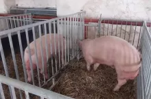 Dobrostan świń do poprawki. Będzie nowy próg 30 proc.?