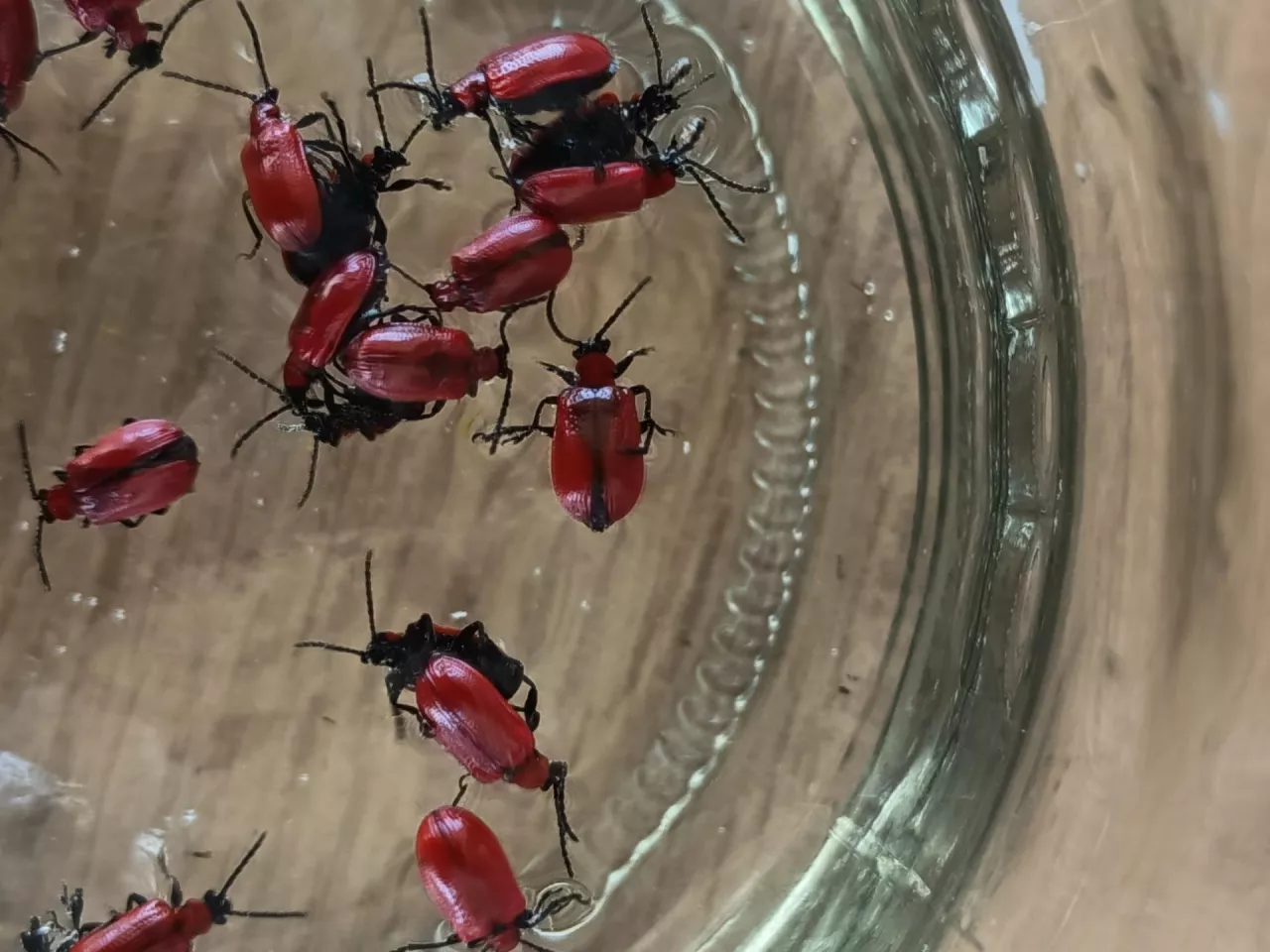 Jedną z metod walki z poskrzypkami jest ich ręczne zbieranie bądź strząsanie do słoika o szerokiej szyjce. Szeroka szyjka jest konieczna, by chrząszcze nie opadały na ziemię, tylko trafiały do słoika