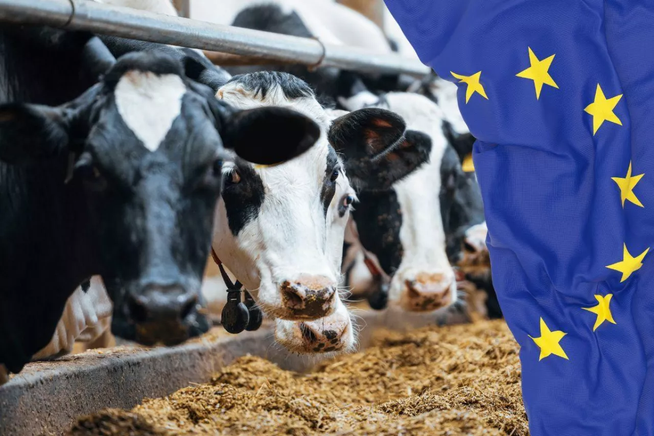 ”Produkcja żywności stała się pułapką finansową dla rolników”. EMB żąda szybkich reform w UE